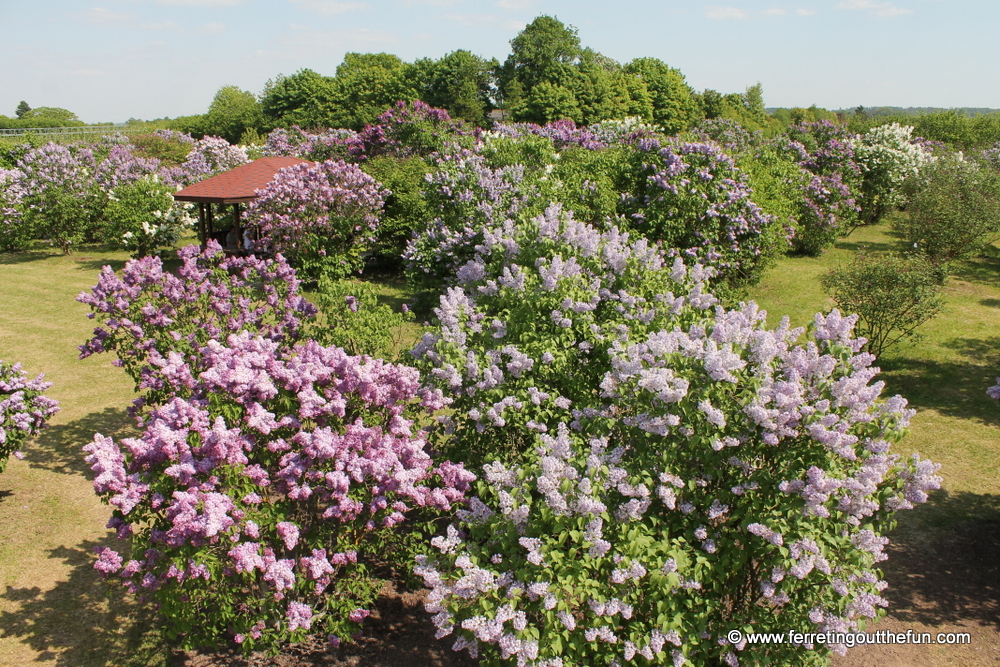 dobele lilac garden latvia