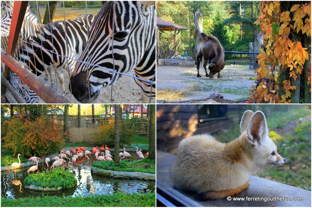 Riga Zoo animals