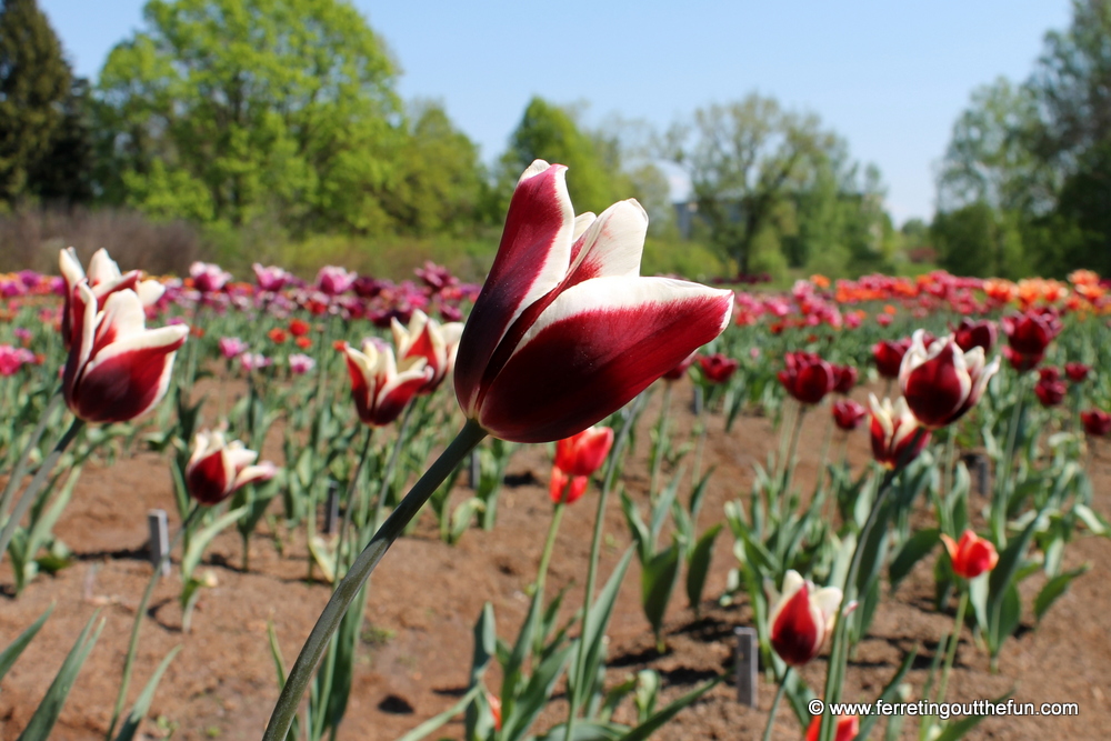 latvia botanical garden salaspils