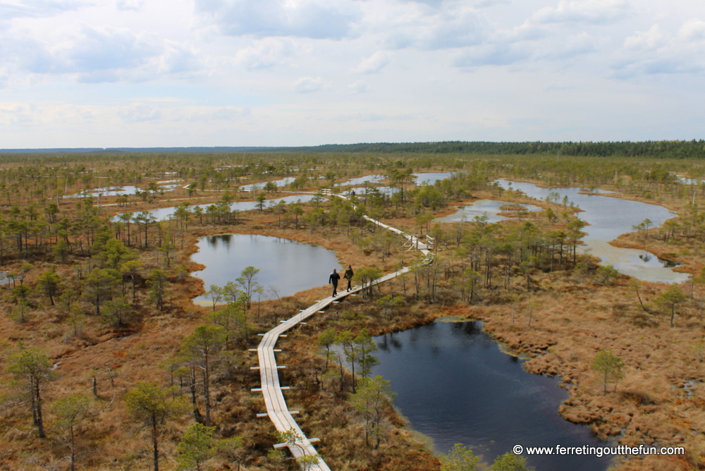 kemeri bog walk latvia