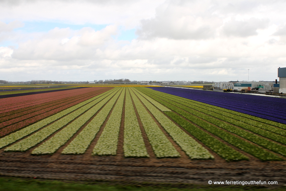 lisse tulip fields