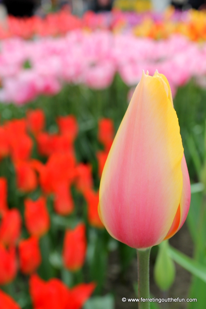 Tulips in bloom at Keukenhof Gardens in Holland