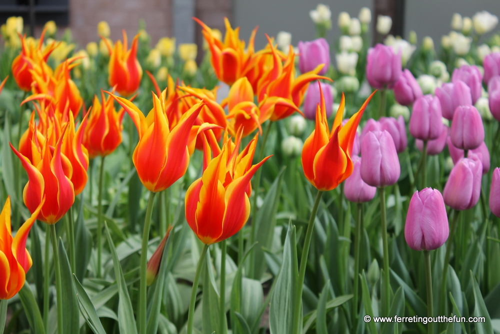 pretty spring tulips