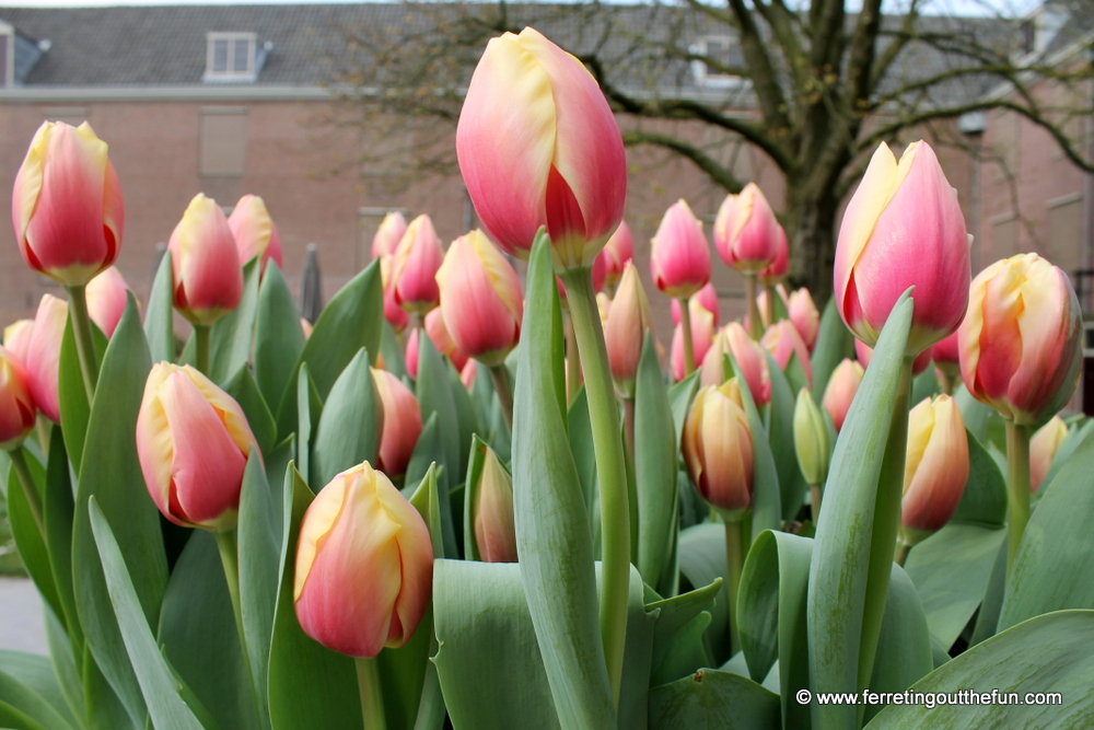 amsterdam tulip festival