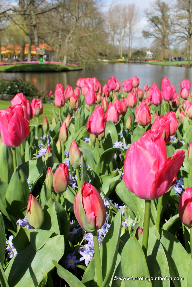Pink tulips in bloom at Keukenhof Gardens, Netherlands