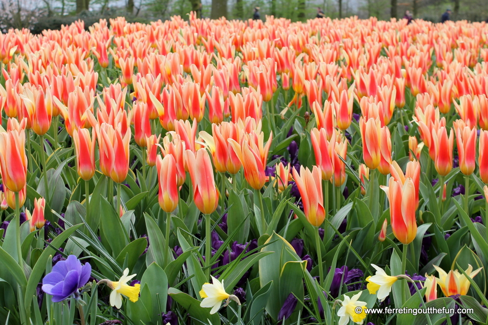 spring flowers in holland