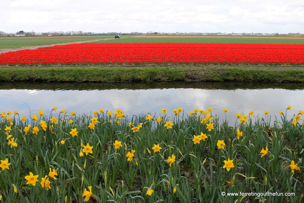 lisse flower fields holland