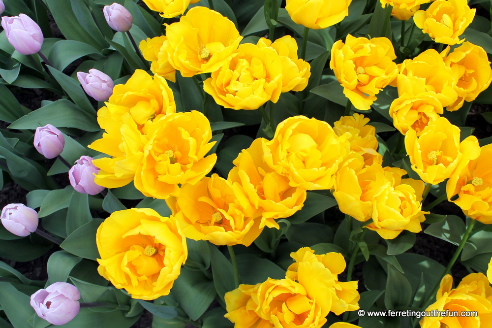 fancy yellow tulips