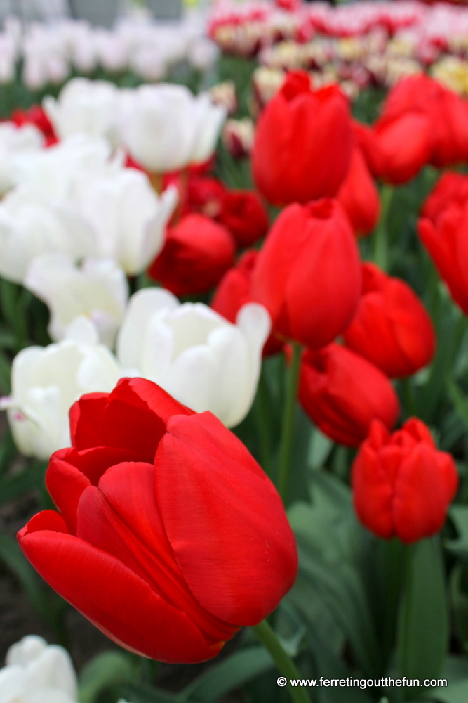 Beautiful tulips at Keukenhof Gardens, Netherlands