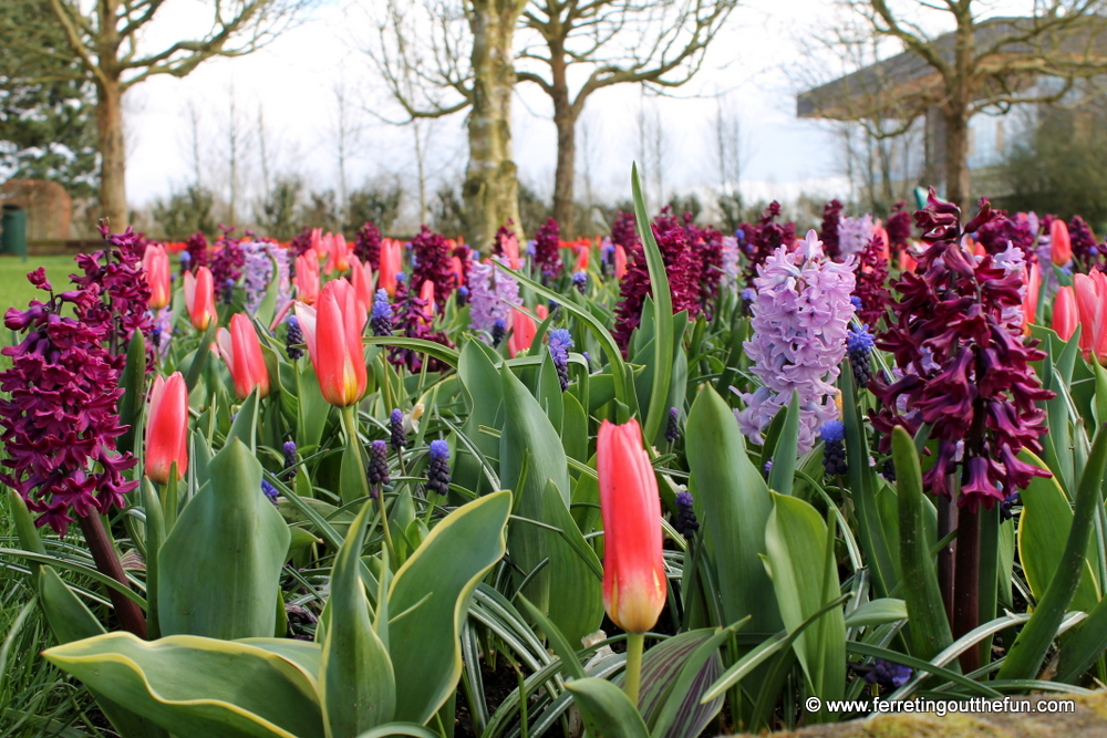 spring in holland