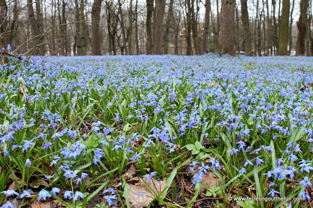 small blue early spring flowers