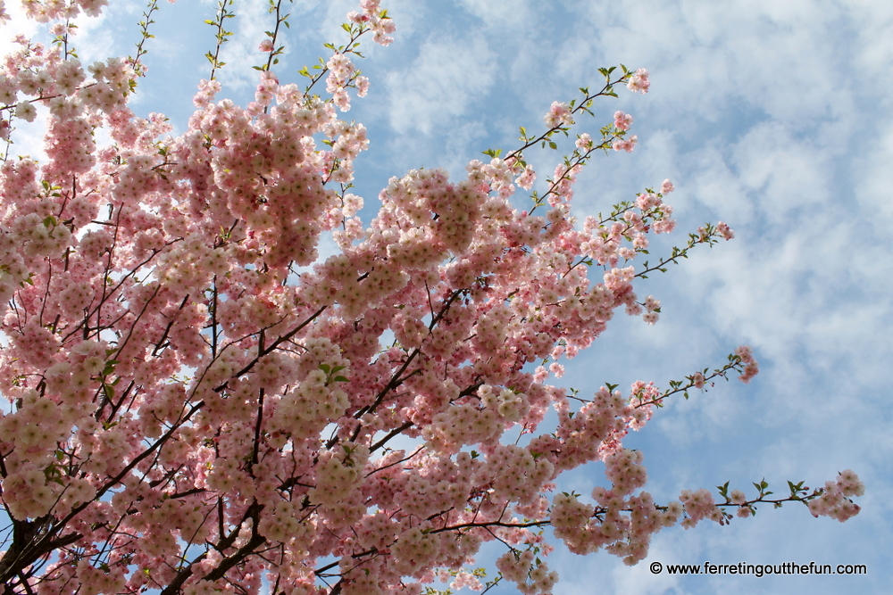 Riga cherry blossoms