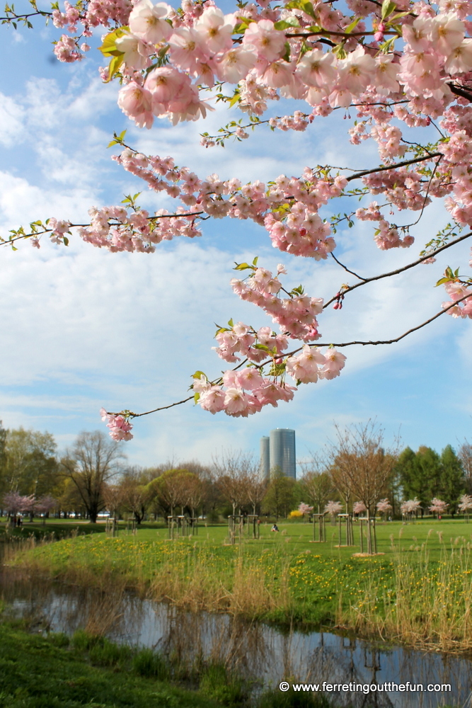 Cherry blossoms in Uzvaras park Riga