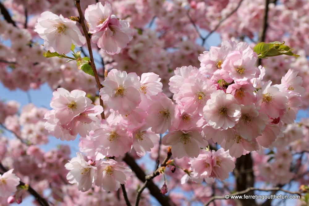 Riga cherry blossoms