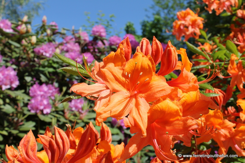 riga rhododendron