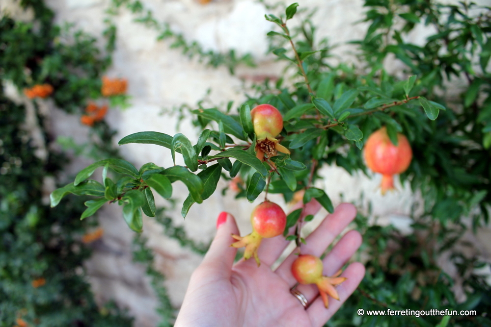 Sibenik monastery garden