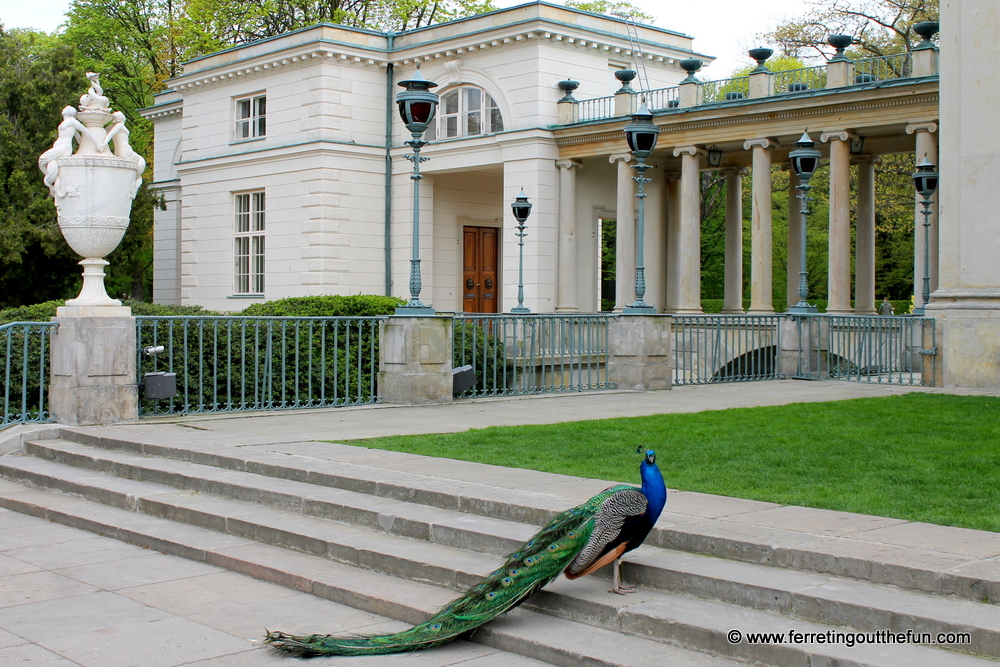 Lazienki Palace peacock