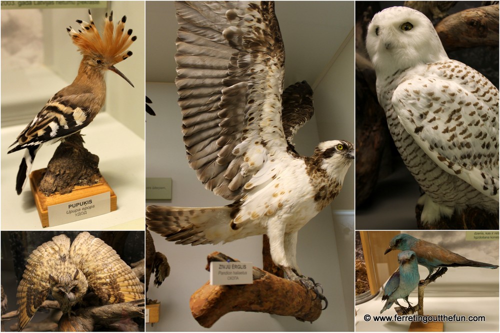 natural history museum of latvia