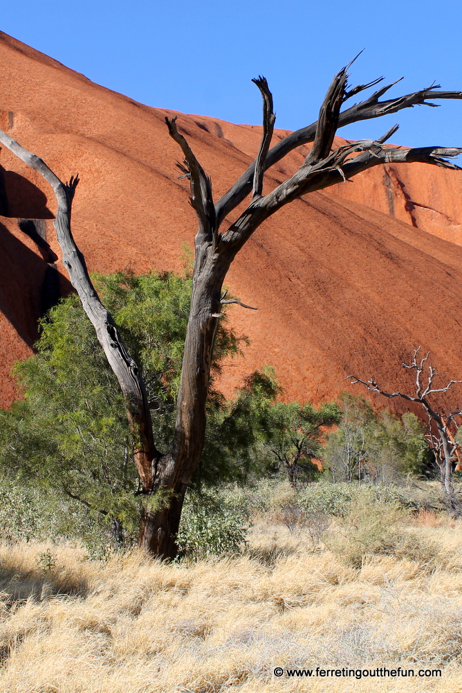 A petrified tree stands next to Uluru in the Australian Outback