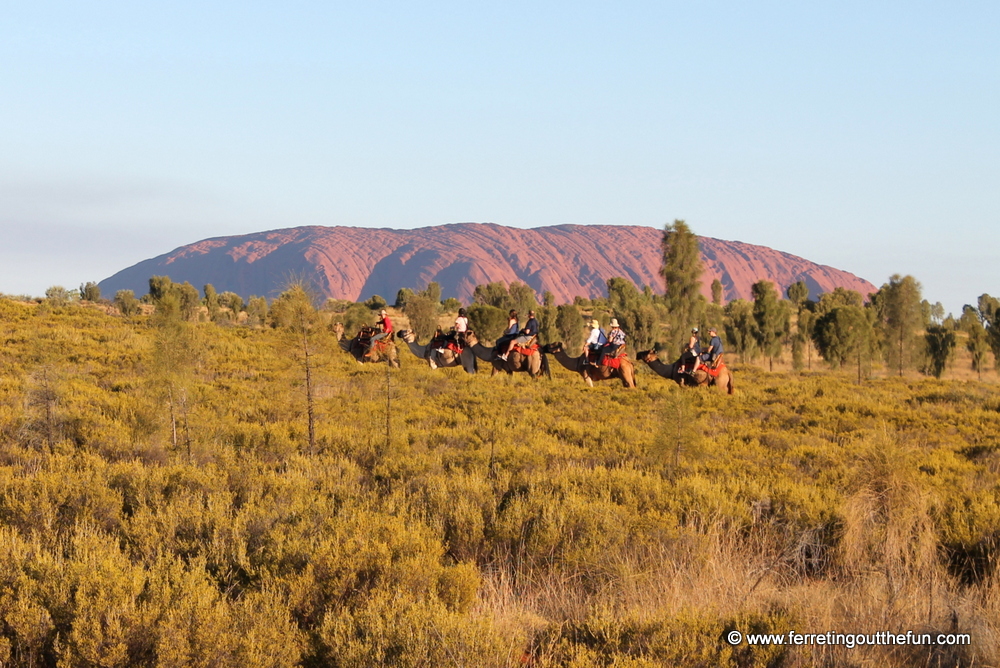 Uluru Camel Tours