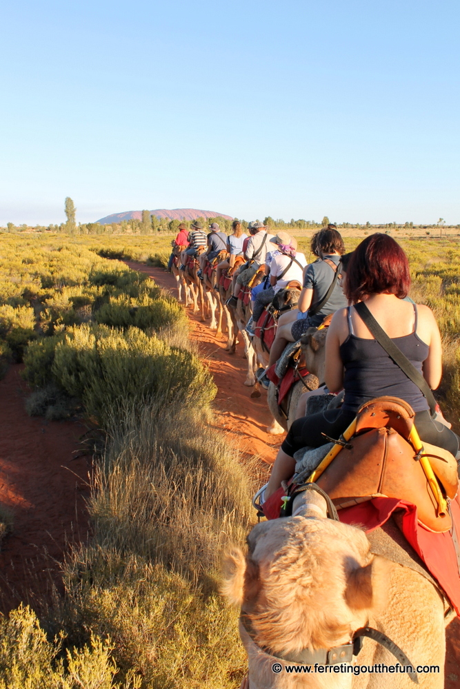 A camel train through the Australian Outback near Uluru