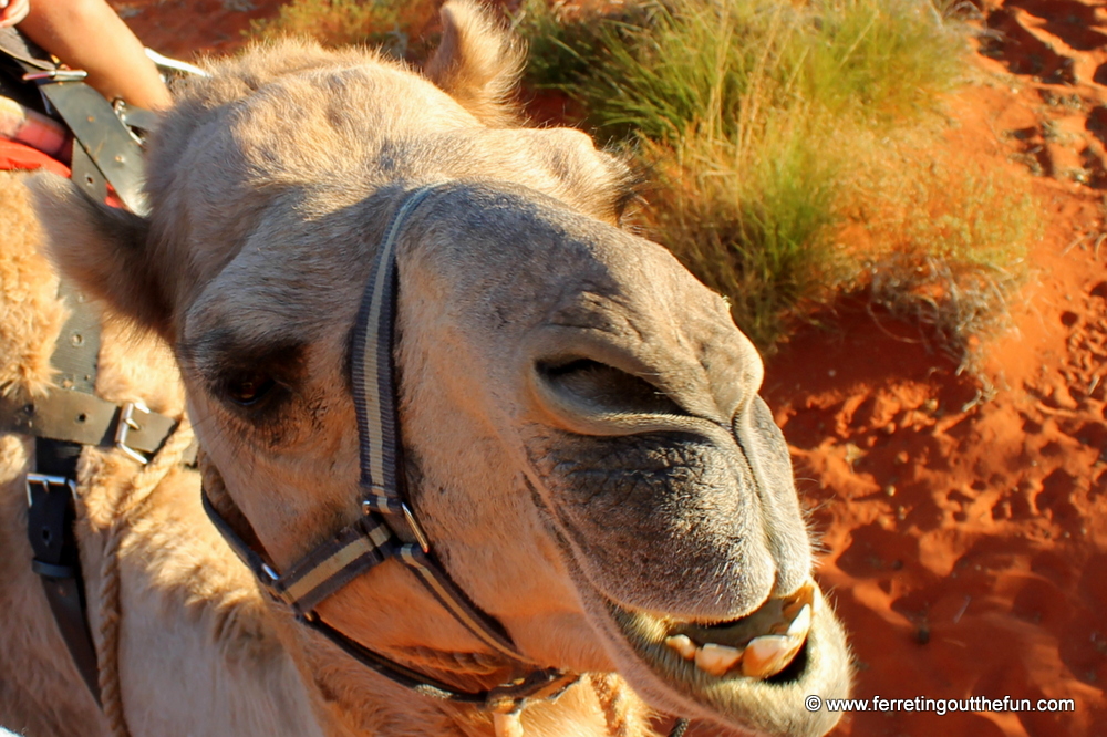 camel close up