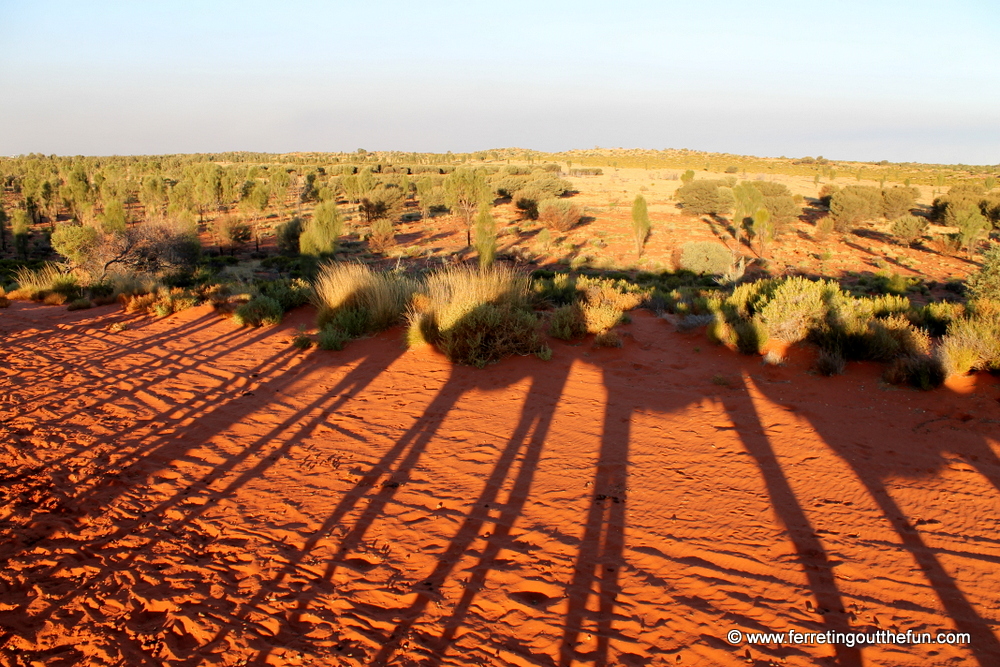 desert camel train shadows