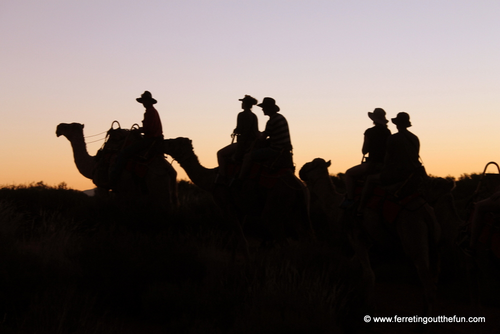 sunset camel ride uluru