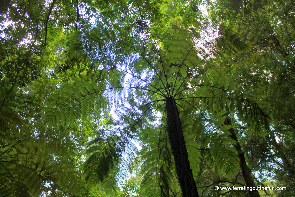 australian rainforest