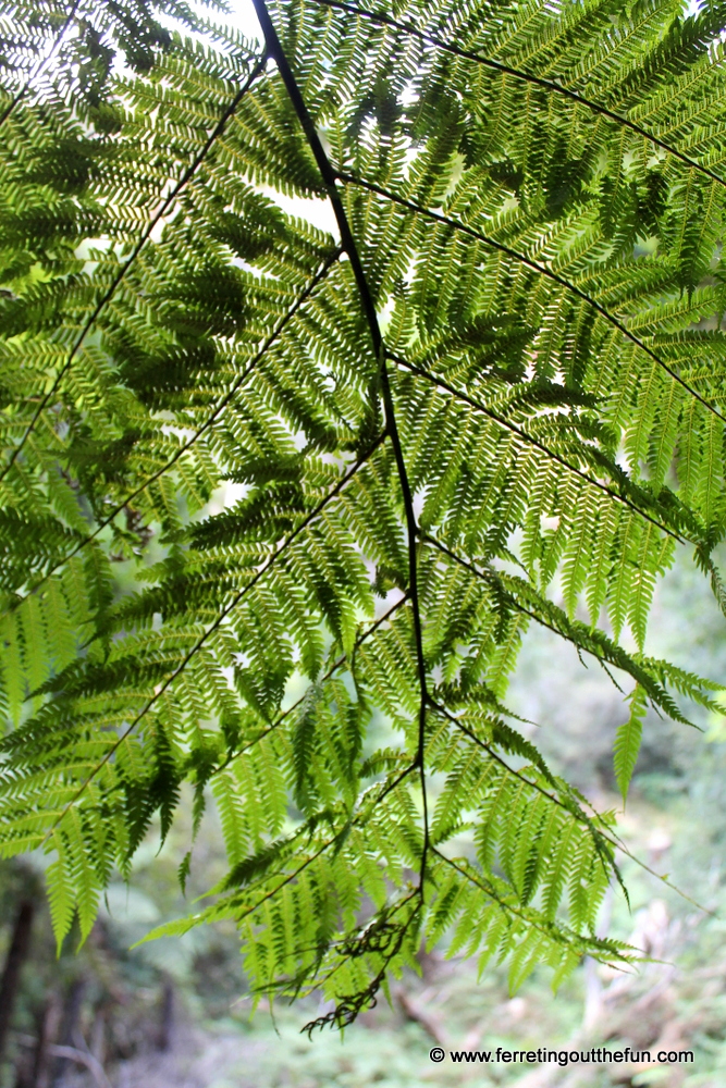 Close up of a giant fern in an Australian rainforest