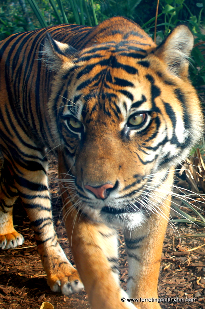 A magnificent Sumatran tiger at Taronga Zoo in Sydney