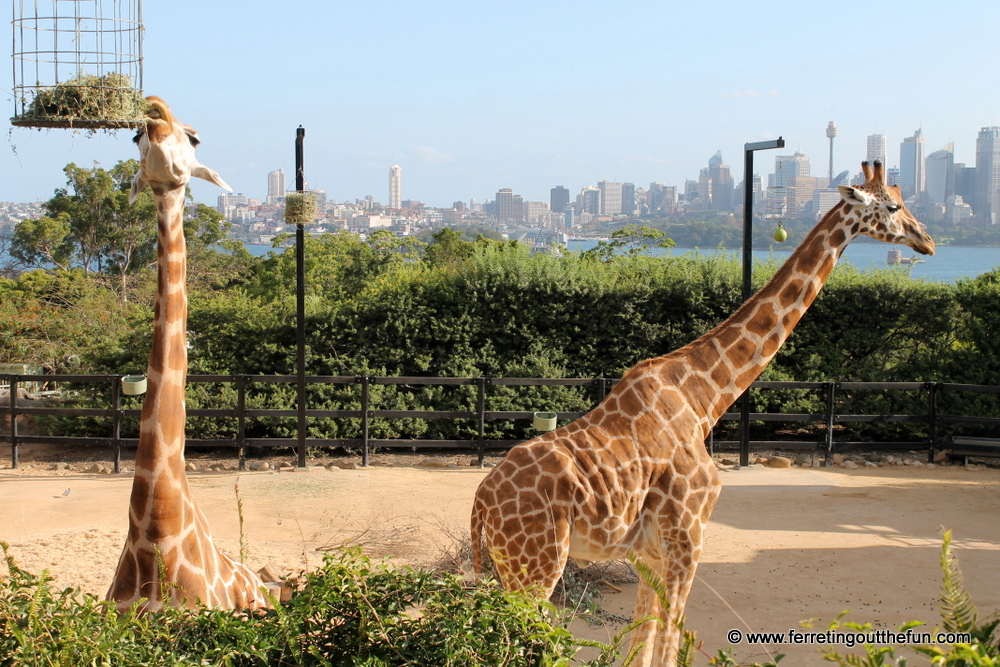taronga zoo sydney giraffes view