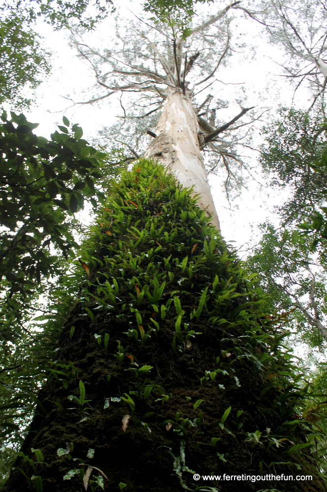 A gigantic tree in Great Otway National Park, Australia