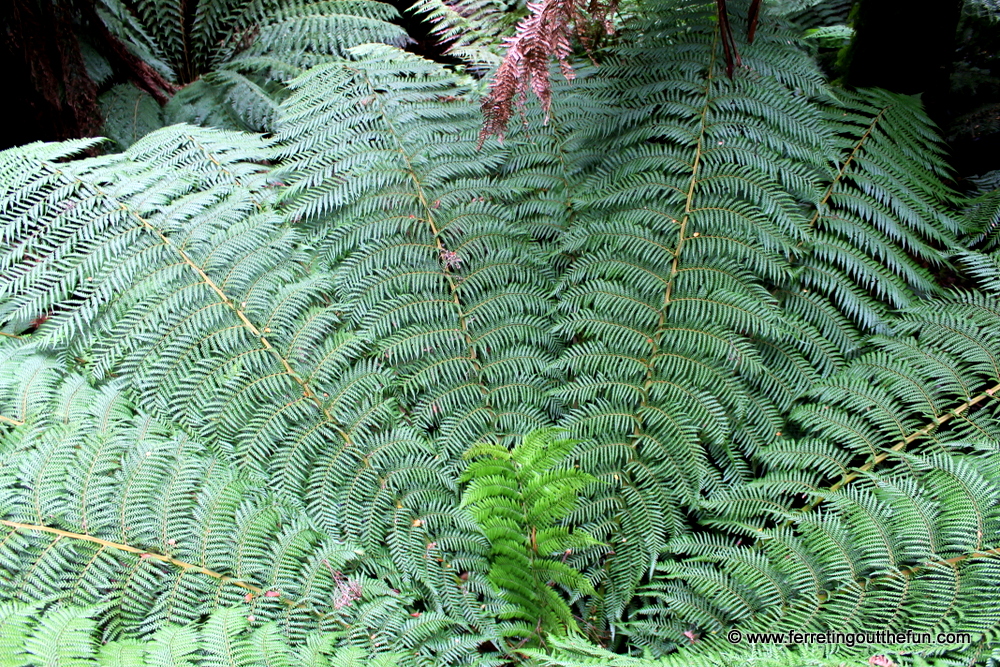 great otway national park