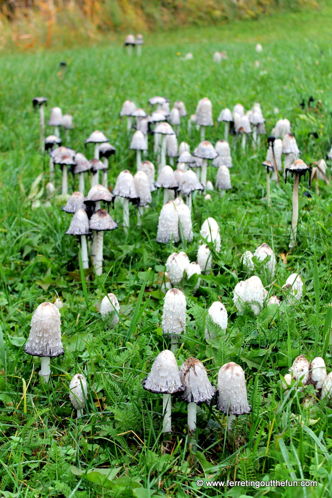Wild mushrooms grow on the shore of Lake Peipsi, Estonia