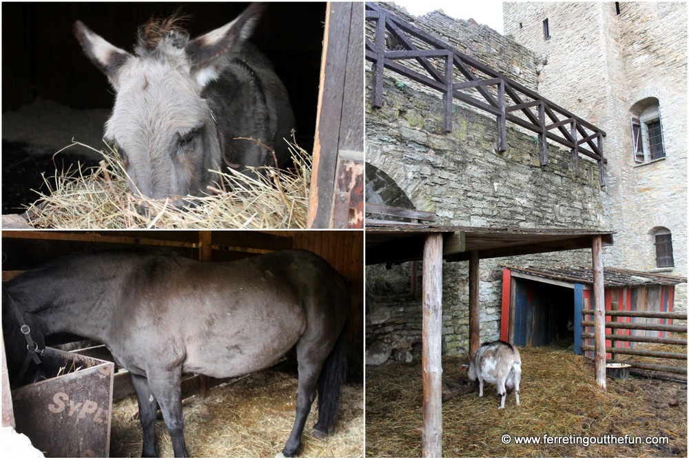 Rakvere Castle livestock