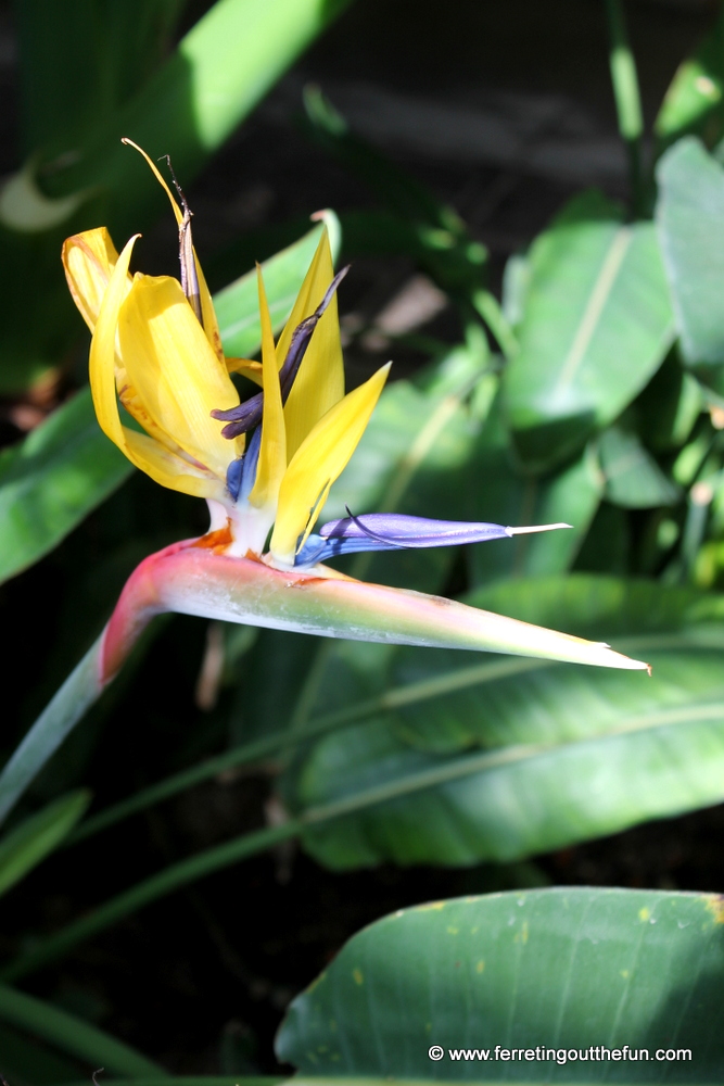 A Bird of Paradise blooms at the Royal Botanic Gardens of Madrid