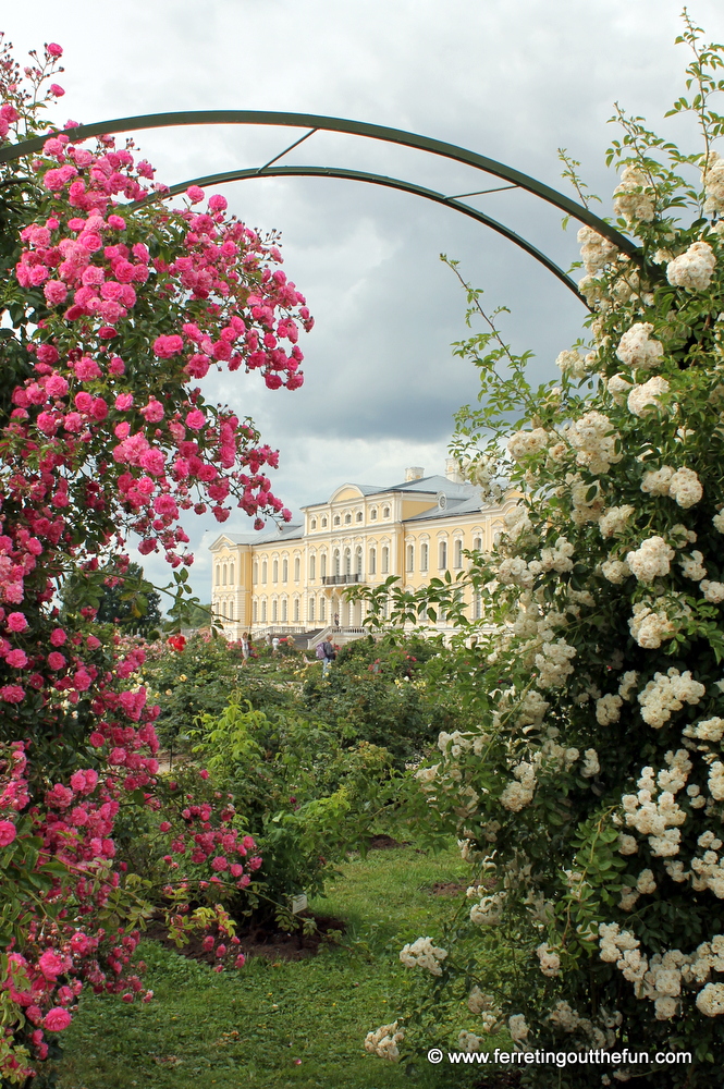 Roses in bloom at Rundale Palace, Latvia