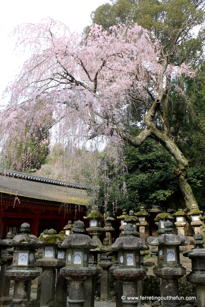 A weeping cherry tree and moss-covered lanterns an at ancient temple in Nara, Japan.