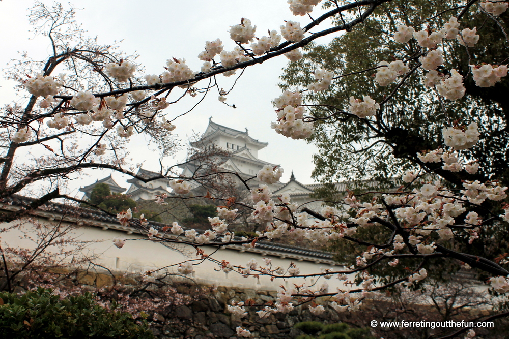 Himeji cherry blossoms