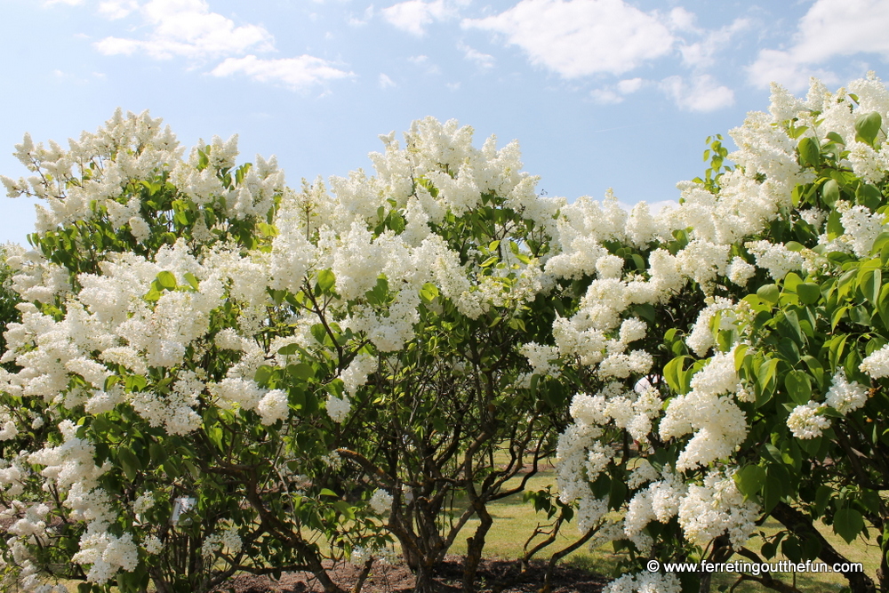 Dobele Lilac Garden