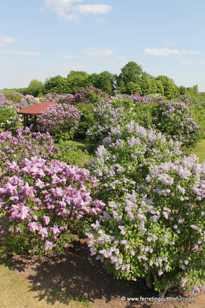 The largest lilac garden in Europe can be found in Dobele, Latvia