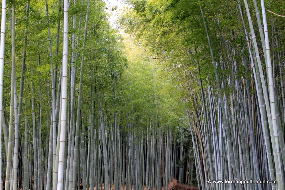 Arashiyama bamboo forest Kyoto