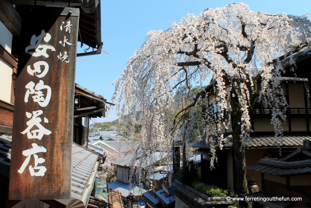 Gion cherry tree Kyoto