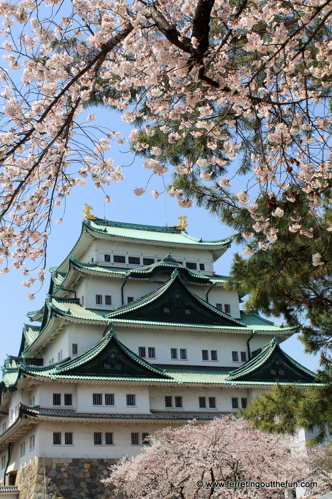 Pink cherry blossoms frame Nagoya Castle in Japan