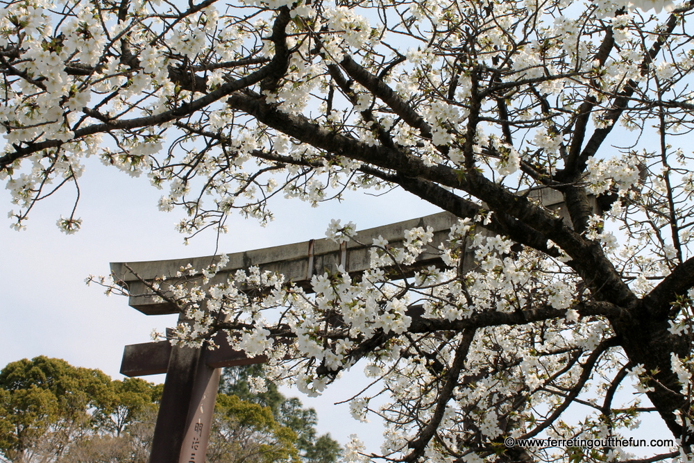 osaka castle cherry trees