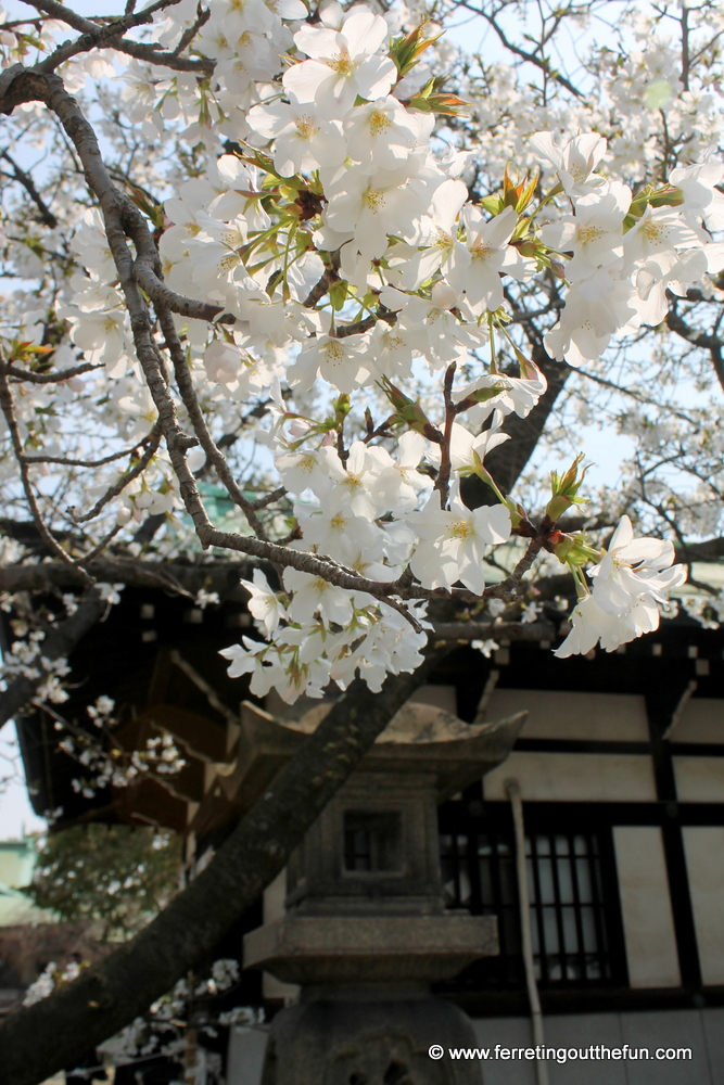 Cherry trees blooming at Osaka Castle in Japan