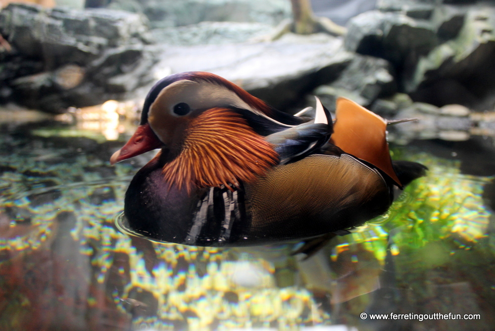 mandarin duck