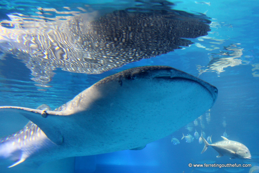 whale shark