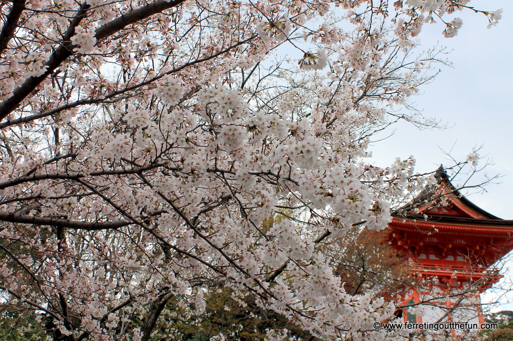 kiyomizudera cherry blossoms